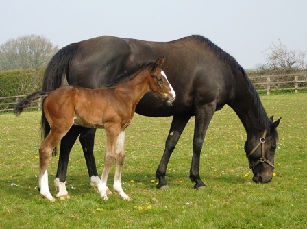 2019 colt by Mukhadram